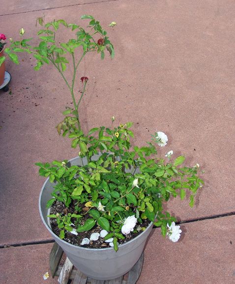 Duchesse de Brabant photo 2013_08210057_zps4f9c8e38.jpg